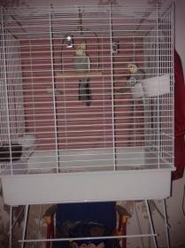 2 cockatiels for sale with cage