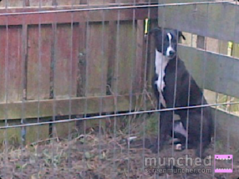 Black & White Lurcher  1 Year Old