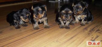 2 BEAUTIFUL YORKSHIRE TERRIER PUPS